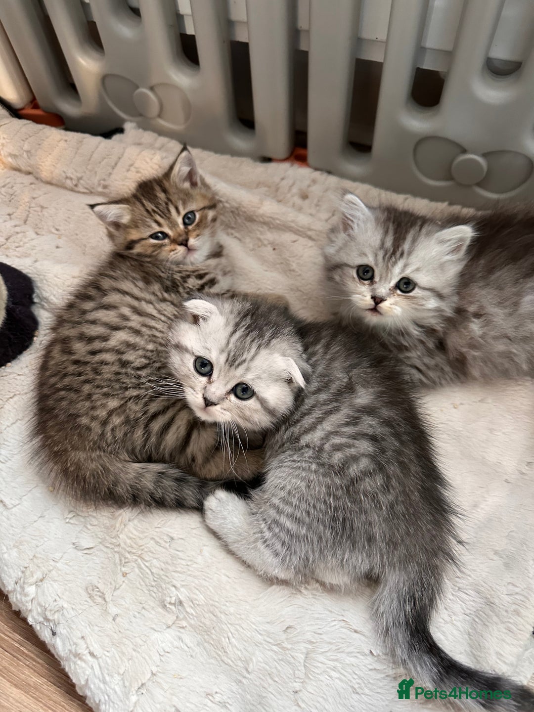 Scottish Fold cats for sale: Adorable Scottish Fold Kittens Ready for New Homes - Image 23