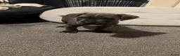 Cane Corso dogs for sale: cane corso puppies  in Leeds - Advert 17