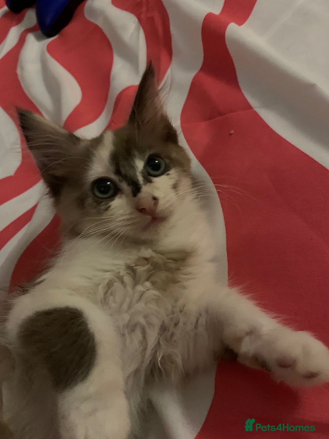 Mixed Breed cats for sale: Ragdoll sphynx mixed kittens ready now  - Image 2