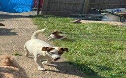 Jack Russell dogs for sale: Minature short haired Jack Russell puppys - Image 11