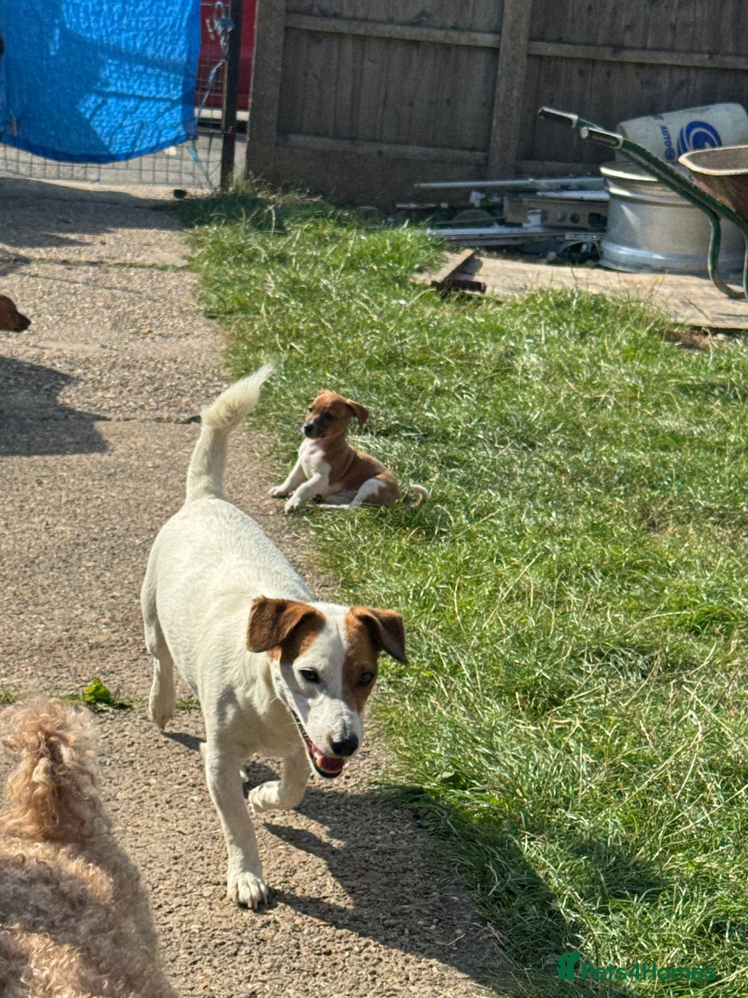Jack Russell dogs for sale: Minature short haired Jack Russell puppys - Image 11