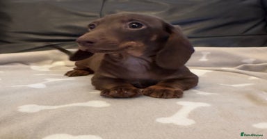 Miniature Dachshund dogs - Advert 2