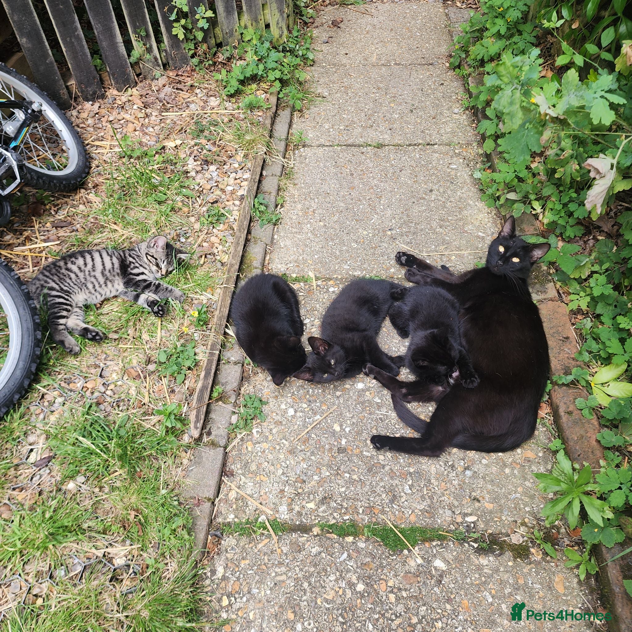 Mixed Breed cats Beautiful Friendly Kittens - Advert 4