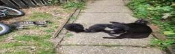 Mixed Breed cats for sale: Beautiful Friendly Kittens - Advert 1
