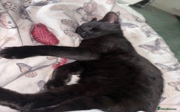 Domestic Shorthair cats for sale: Bonded  male cats  - Image 9