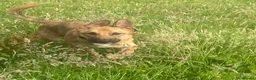 Mixed Breed dogs for sale: Ivor. - Advert 3