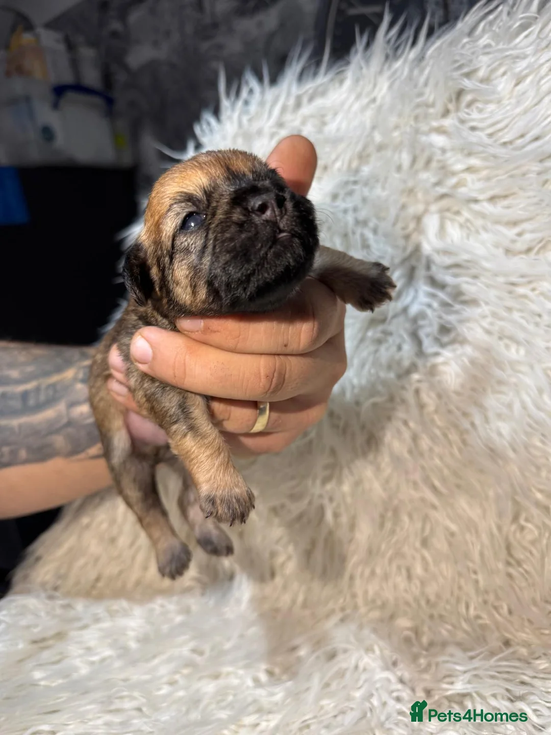 Shihpoo dogs for sale: 9 beautiful shihpoo puppies 🐶  - Advert 12