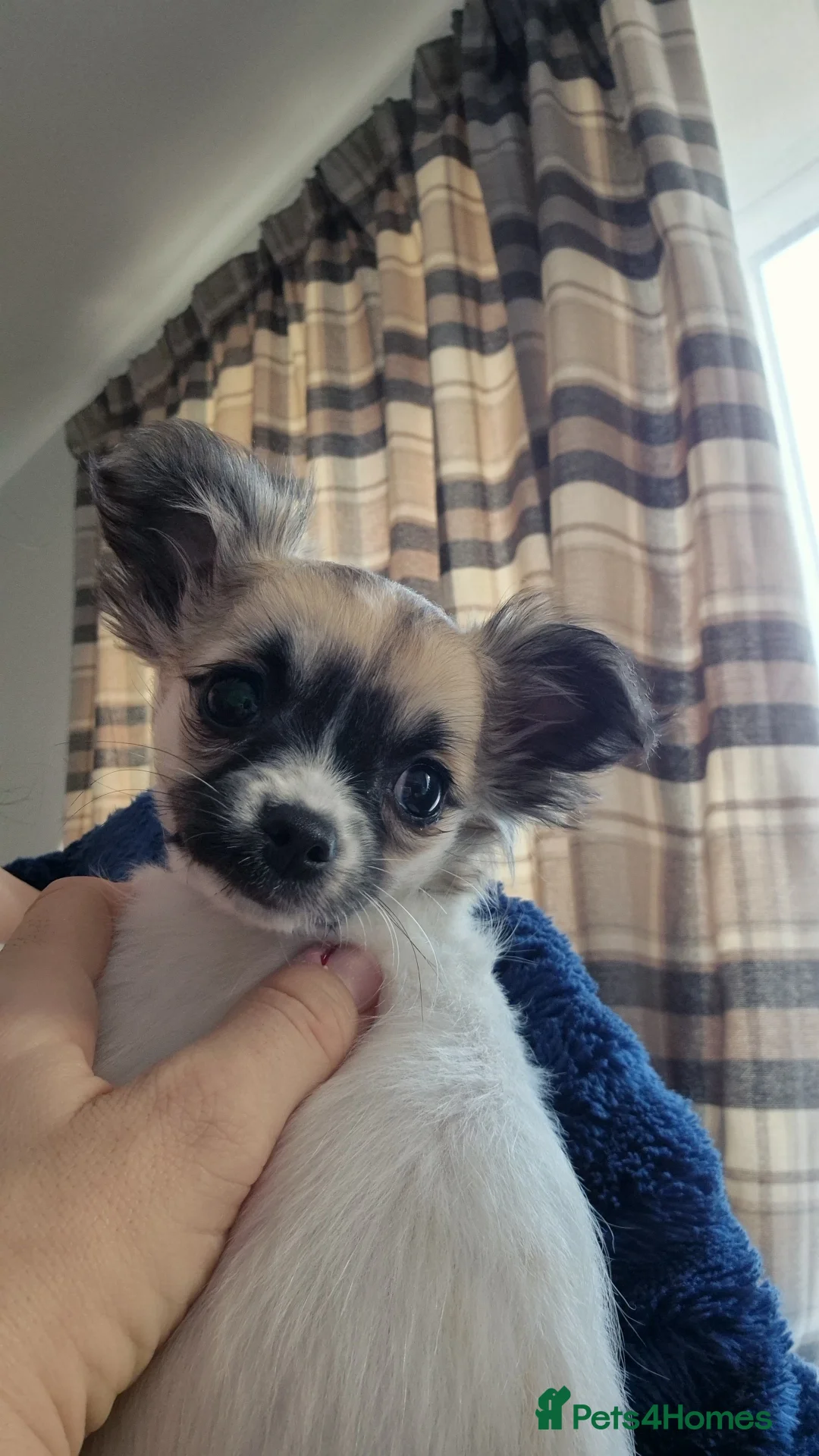 Chihuahua dogs for sale: 5 Month old Ivy - Advert 3