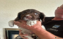 English Springer Spaniel dogs for sale: Springer Spaniel Puppies  - Image 4