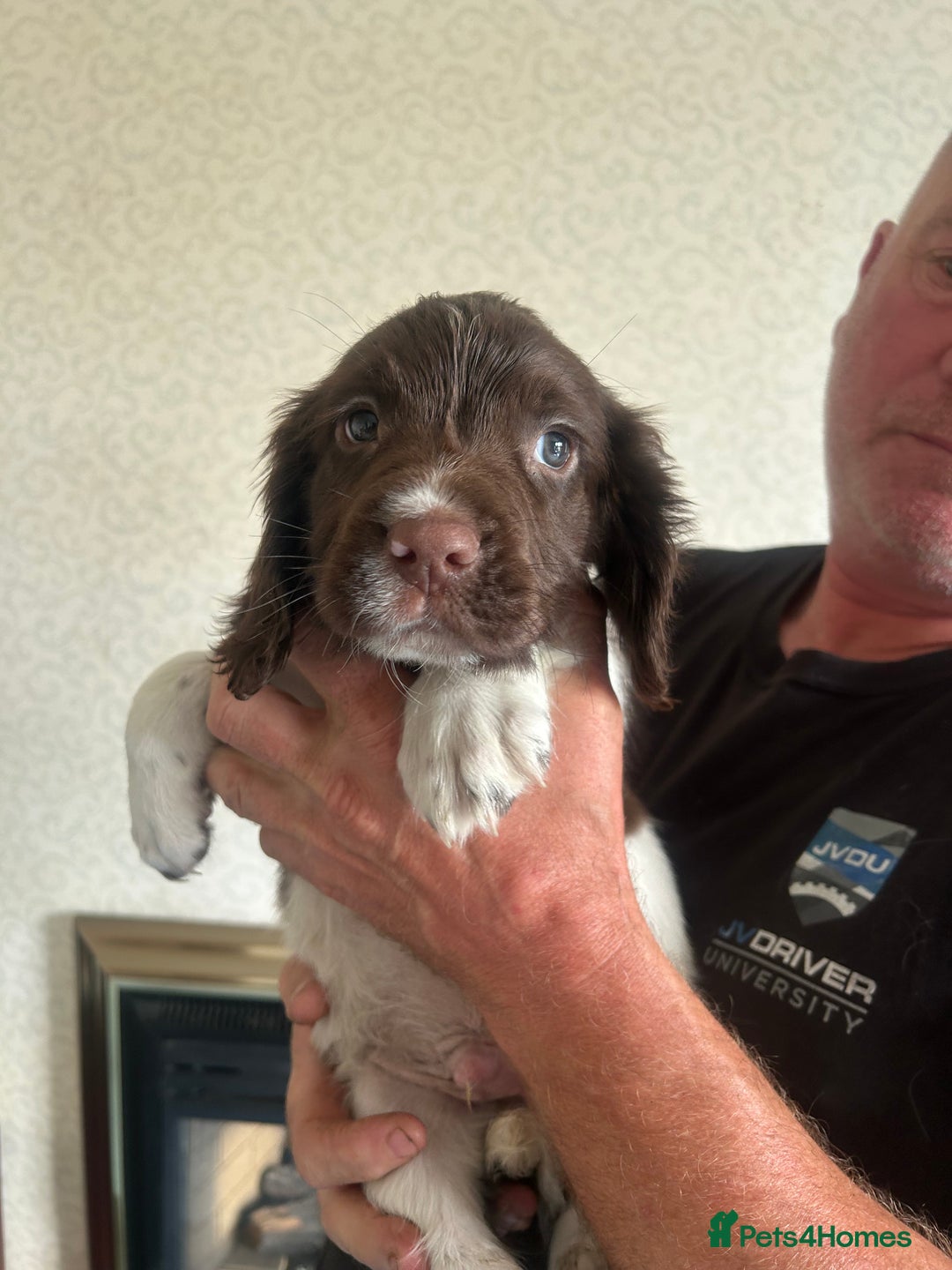 English Springer Spaniel dogs for sale: Springer Spaniel Puppies  - Image 4