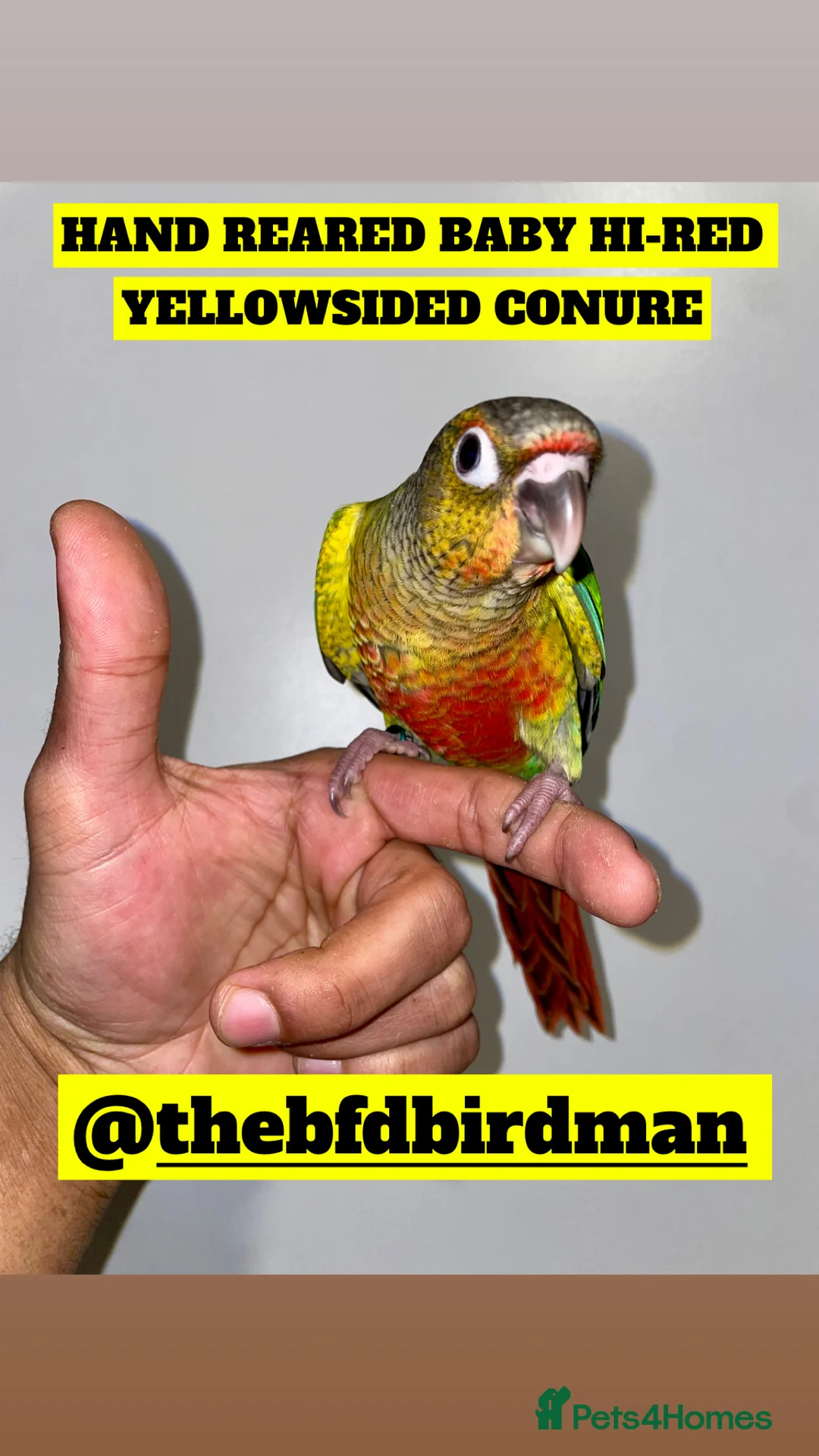 Conures birds for sale: 100% SILLY TAME HAND REARED BABY CONURES - Advert 6