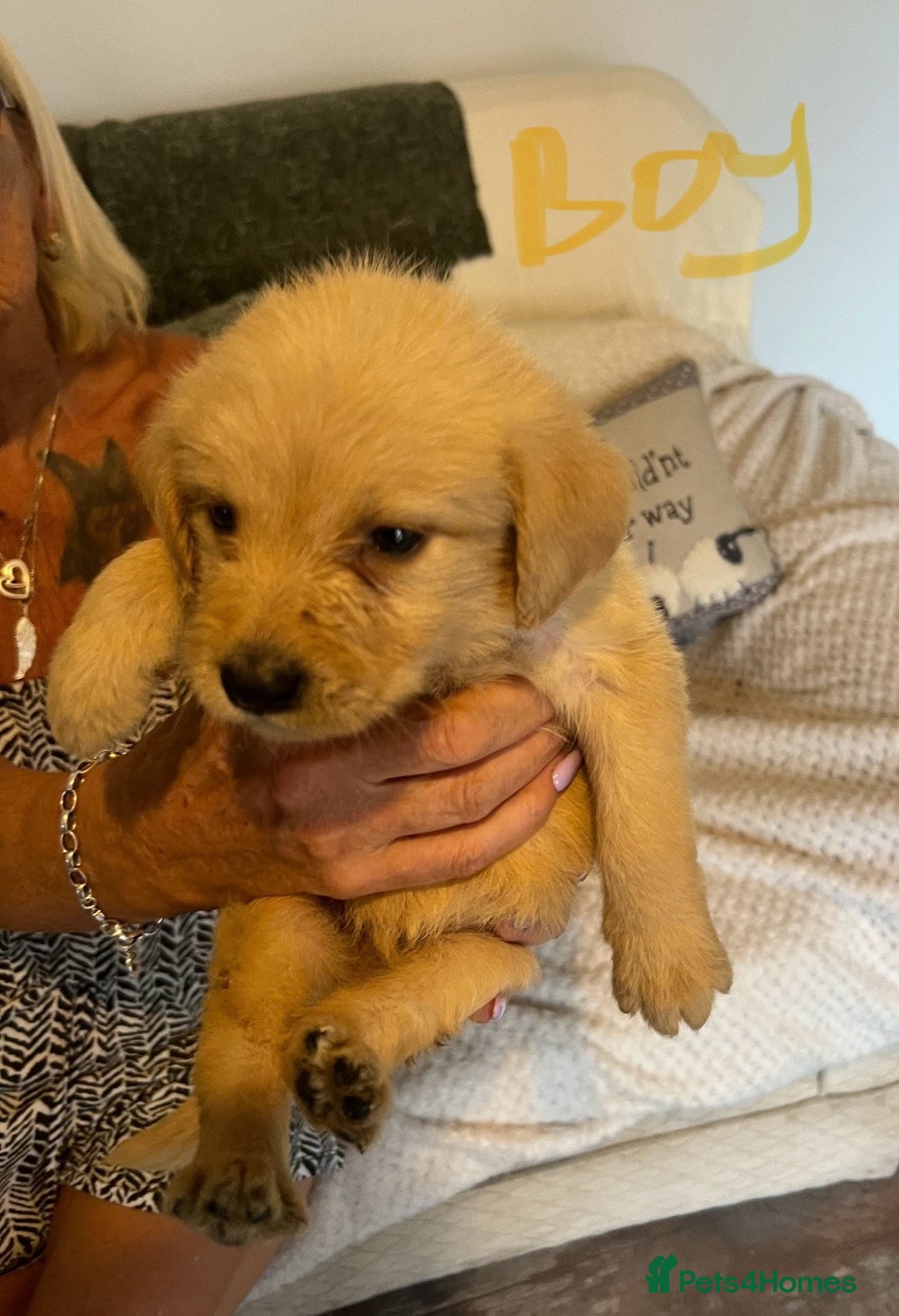 Labradoodle dogs for sale: Labradoodle puppies for sale  - Image 6