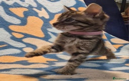 Bengal cats for sale: Bengal mix kittens for sale - Image 11