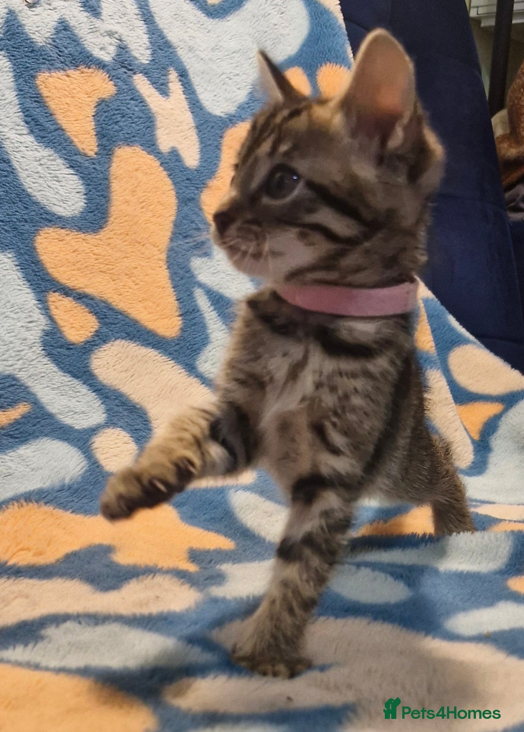 Bengal cats for sale: Bengal mix kittens for sale - Image 11