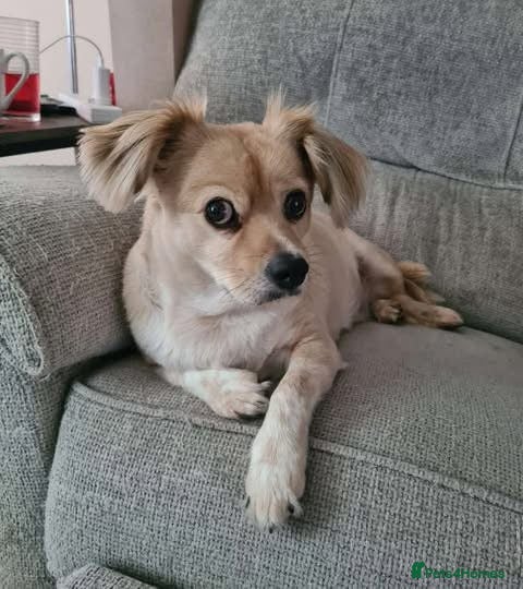 Mixed Breed dogs Senior rescue Buddy is looking for a second chance - Advert 24