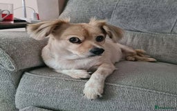 Mixed Breed dogs for adoption: Senior rescue Buddy is looking for a second chance - Image 1