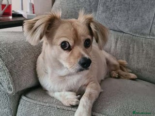 Mixed Breed dogs - Advert 6