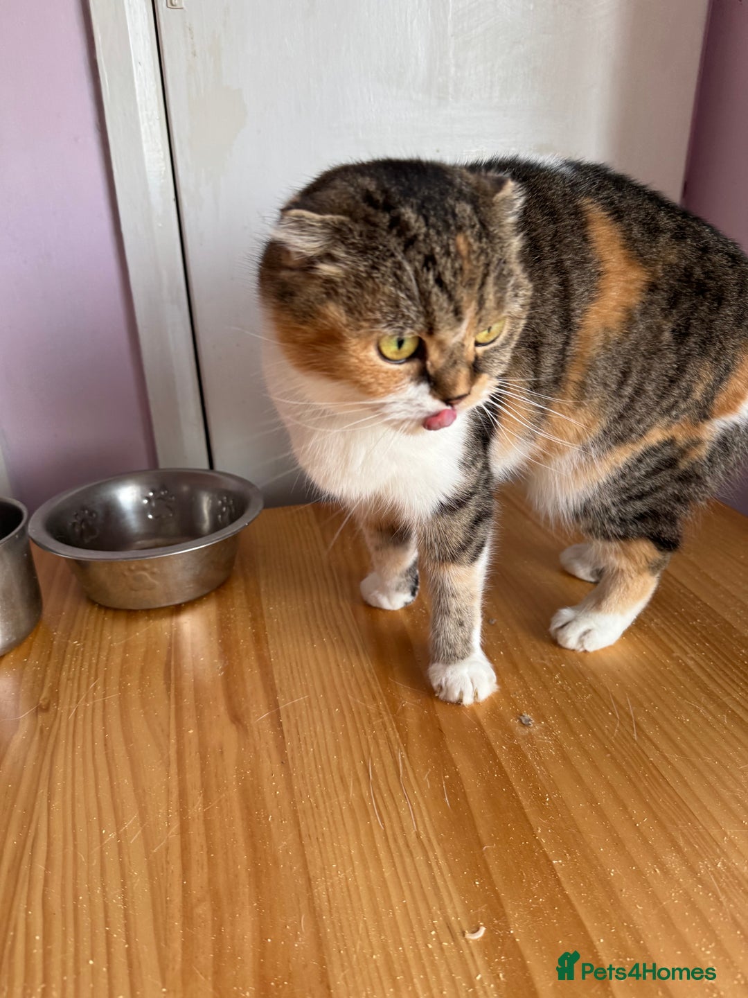 Scottish Fold cats for sale: Scottish fold adult cats  - Advert 6