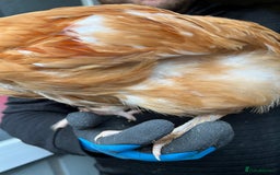 Chickens poultry for sale: Silkie cross warren cockerels x2 - Image 4