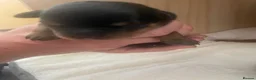 Rottweiler dogs for sale: Champion German Rottweiler Puppies - Advert 36