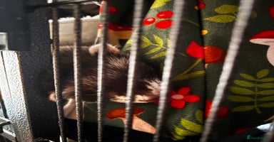 Ferret rodents - Advert 3