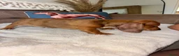 Miniature Dachshund dogs for sale: 🐾 KC-Registered Puppies – 2 Puppies Remaining 🐾 in Luton - Advert 13