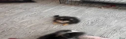 Pomeranian dogs for sale: Girl Pomeranians 🖤🤍 - Advert 11