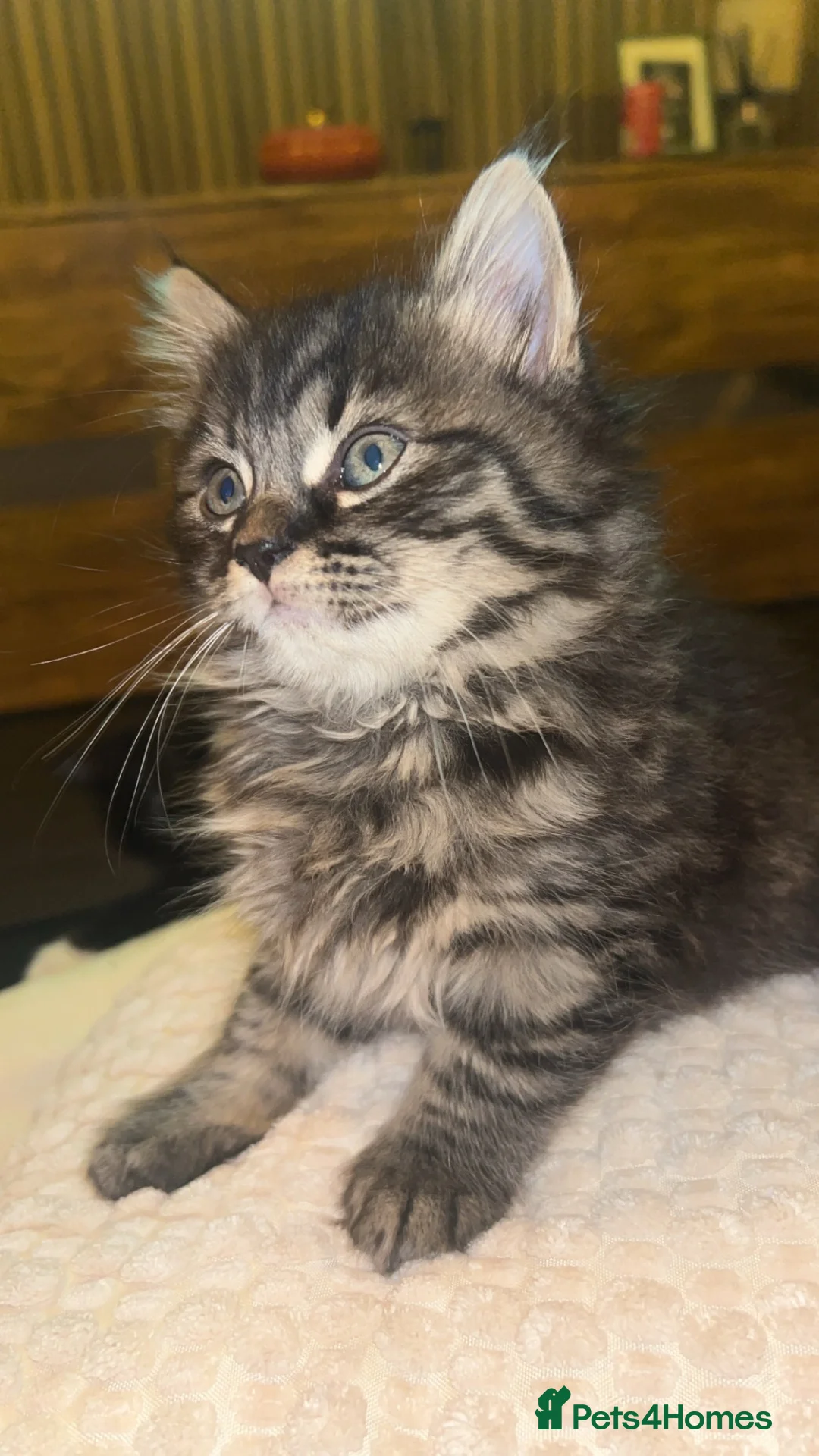Mixed Breed cats for sale: 4 female kittens  in Lincoln - Advert 2