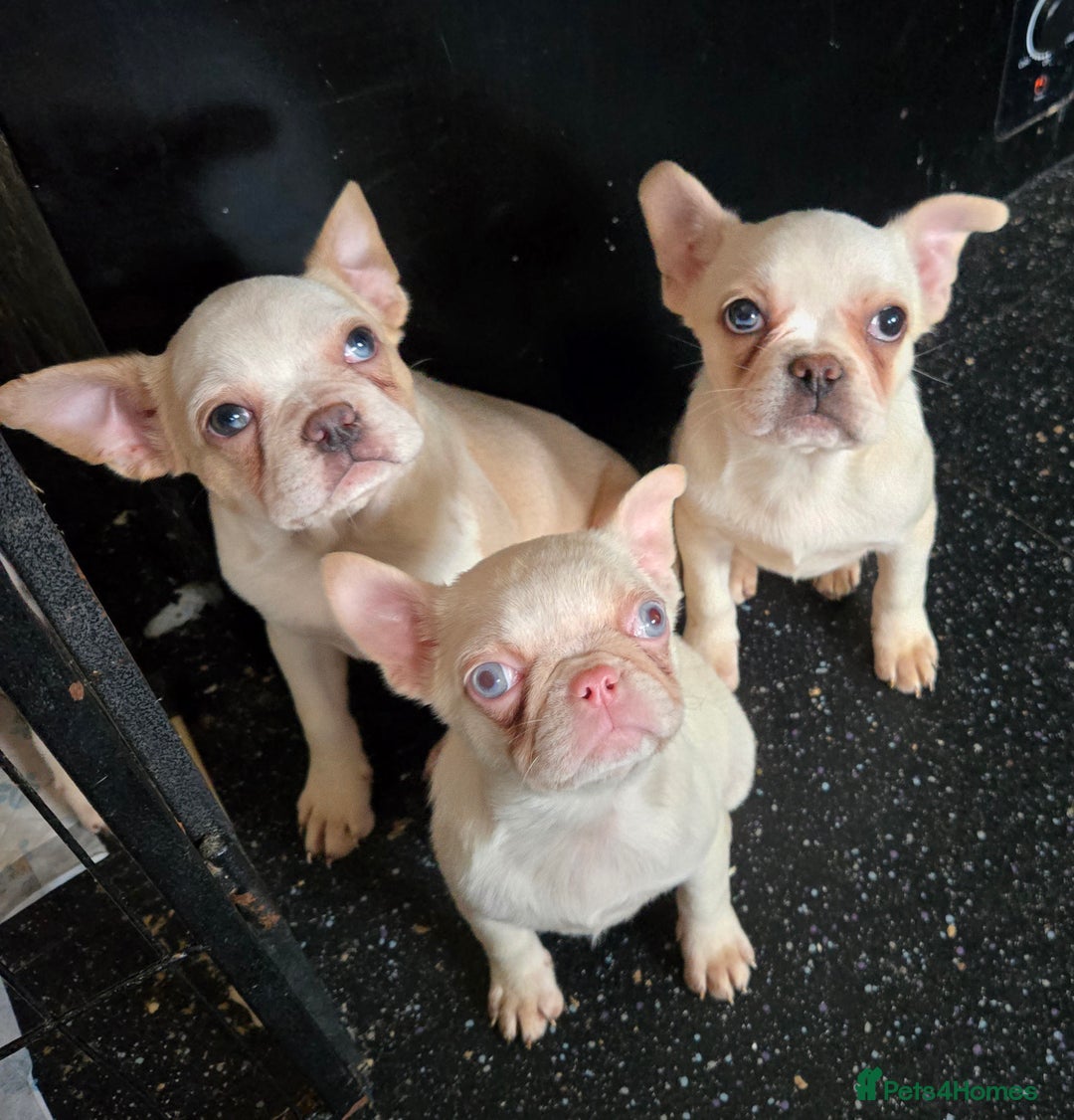 French Bulldog dogs for sale: French bulldog pups pink/fluffy READY NOW - Advert 3