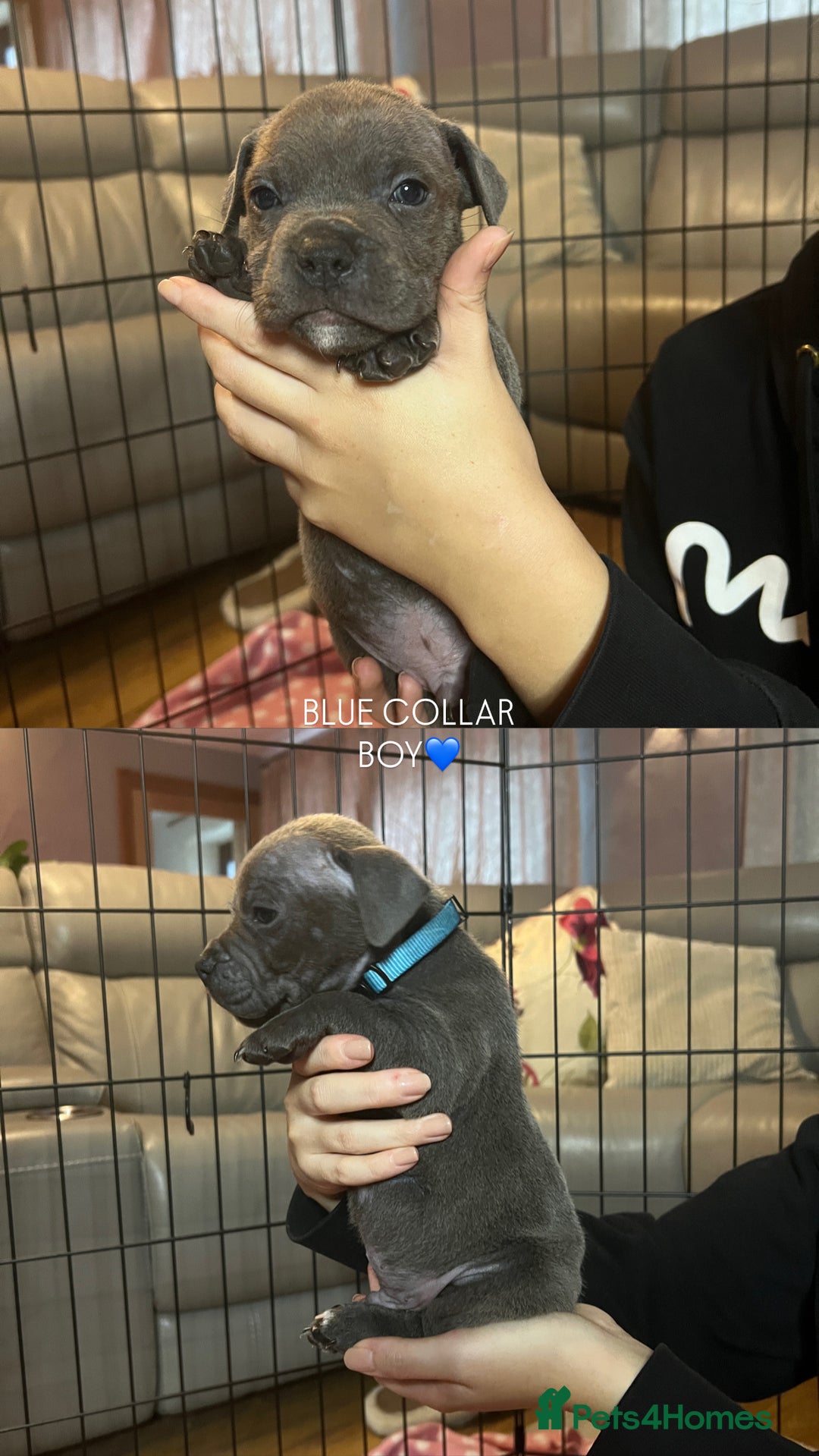 Staffordshire Bull Terrier dogs for sale: 🐾🔥7 beautiful blue staffy’s for sale🔥🐾 - Advert 4