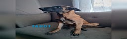 Belgian Shepherd Dog dogs for sale: Belgian Malinois Puppies – 4 Months Old - Advert 11