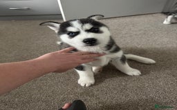 Siberian Husky dogs for sale: Adorable Husky Puppies  - Image 19