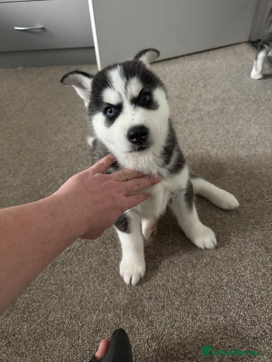 Siberian Husky dogs for sale: Adorable Husky Puppies  - Image 19