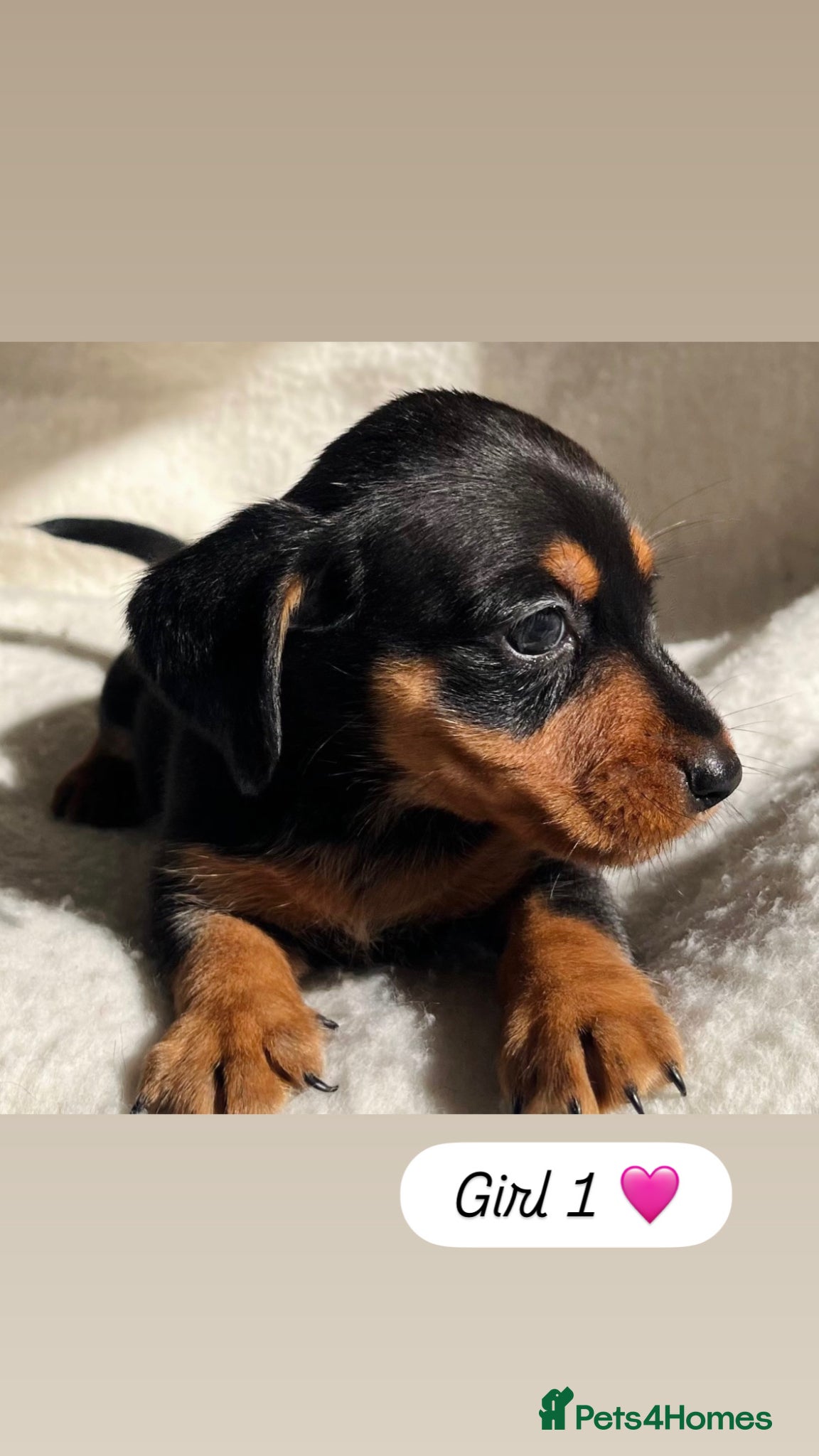 Dachshund dogs 🩷 Dachshund Puppies 💙 - Advert 2