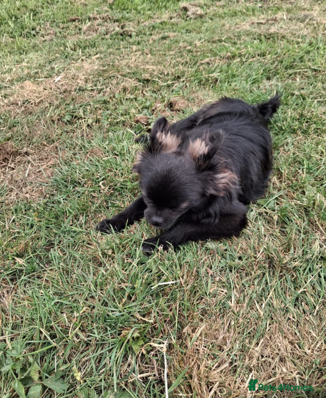 Mixed Breed dogs for sale: Pom cross Pug in Ipswich - Advert 5