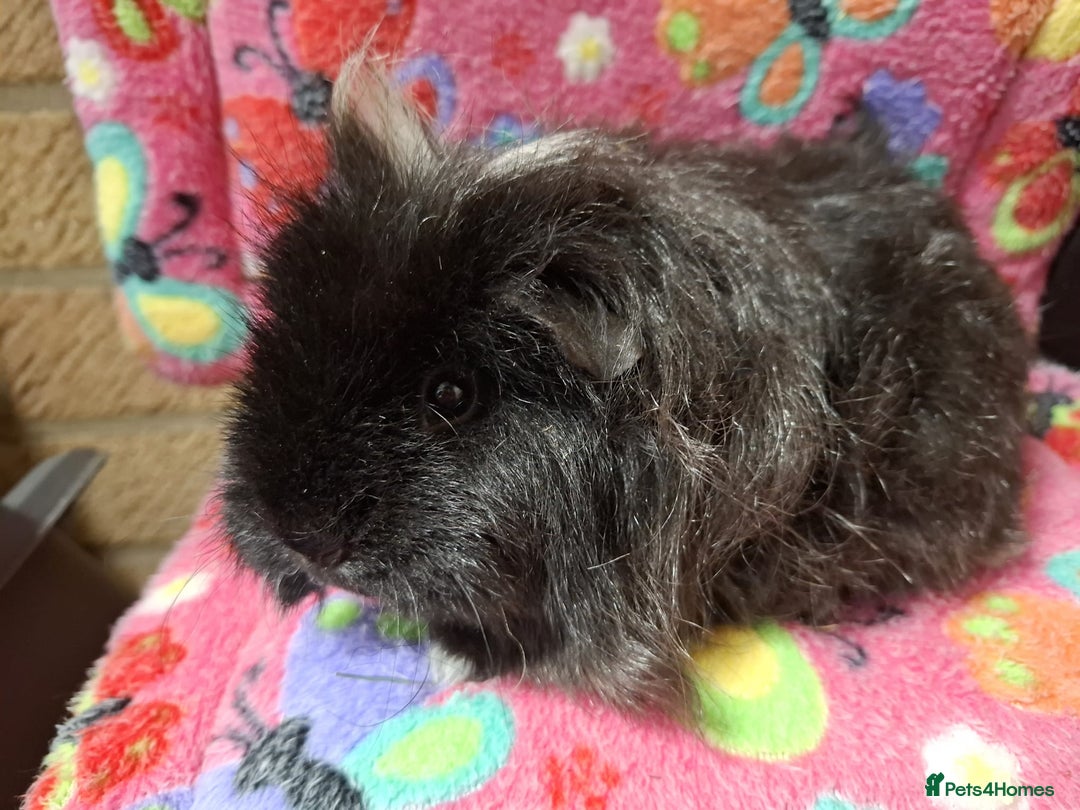 Guinea Pig rodents for sale: Baby Longhaired/ Longhaired Retired Young Adults. - Advert 13