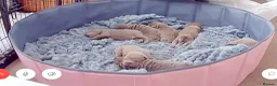 Shar Pei dogs for sale: Fifty Shades Of Lilac Sharpie Pups (5 Boys/3 Girl) - Advert 21