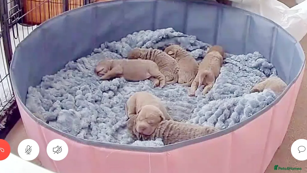 Shar Pei dogs for sale: Fifty Shades Of Lilac Sharpie Pups (5 Boys/3 Girl) - Advert 21
