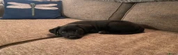 Borador dogs for sale: Borador pups with a bit of kelpie too! - Advert 3