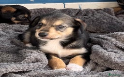 Mixed Breed dogs for sale: Sprollie x husky puppies  - Image 1