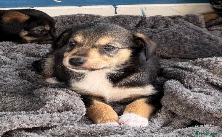 Mixed Breed dogs - Advert 12