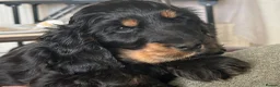Cocker Spaniel dogs for sale: Lovely female black & Tan Show Type puppy - Advert 6
