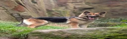 German Shepherd dogs for sale: ROCKFORCE LONG HAIRED WORKING LINE GSD  - Advert 4
