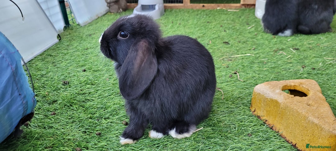 Mini Lop rabbits for sale: Beautiful Mini Lops - READY TO LEAVE  - Image 13