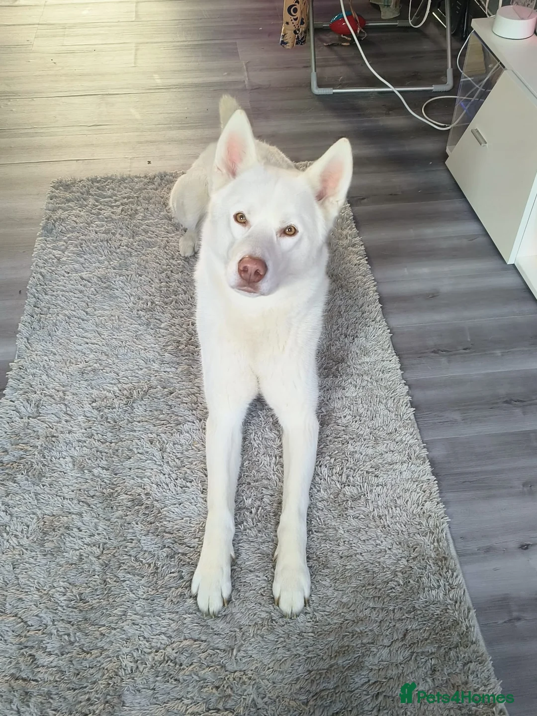 Siberian Husky dogs for sale: Fluffy & Smart Siberian Huskies 2 girls left - Advert 17