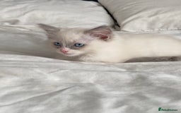 Ragdoll cats for sale: Purebred Male Ragdoll for sale - Image 16