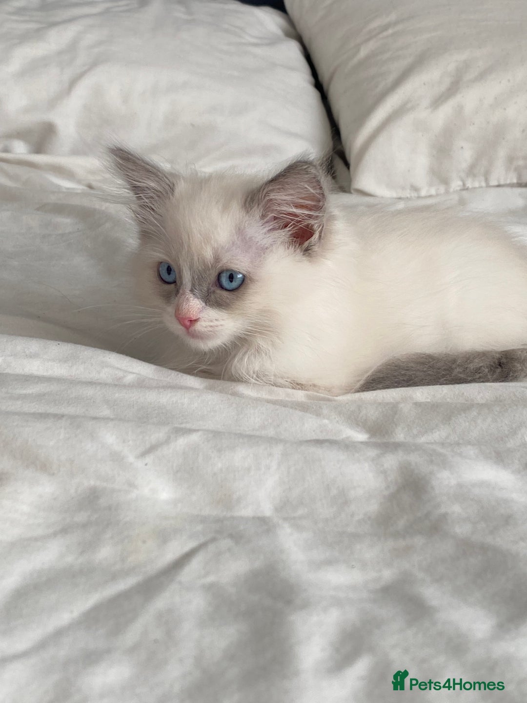Ragdoll cats for sale: Purebred Male Ragdoll for sale - Image 16