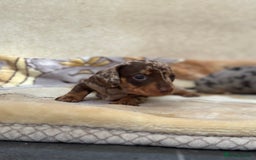 Dachshund dogs for sale: PUPPIES FOR SALE!!  - Image 7