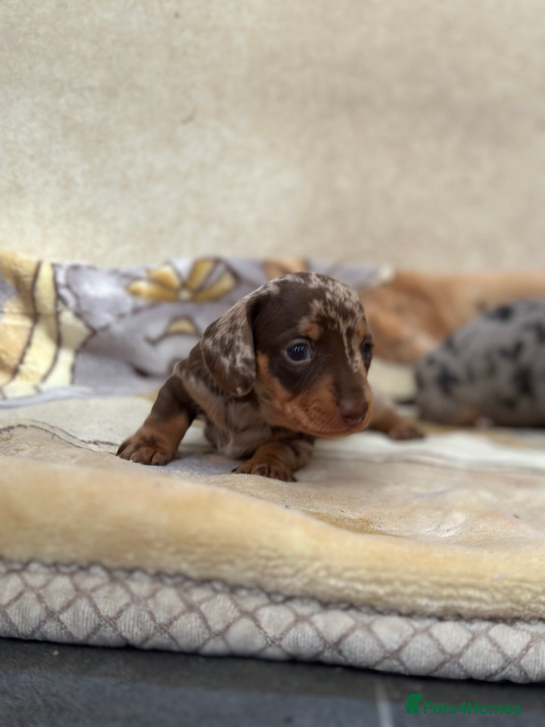 Dachshund dogs for sale: PUPPIES FOR SALE!!  - Image 7