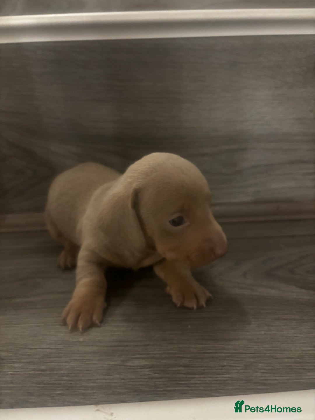 Miniature Dachshund dogs for sale: Miniature Dachshund Puppies - Advert 5